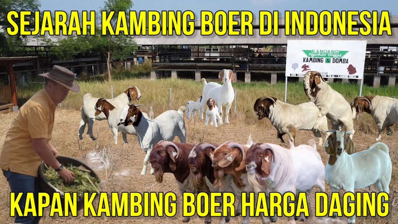 SEJARAH KAMBING BOER DI INDONESIA | PERKEMBANGAN IMPOR SAMPAI KAMBING BOER HARGA DAGING