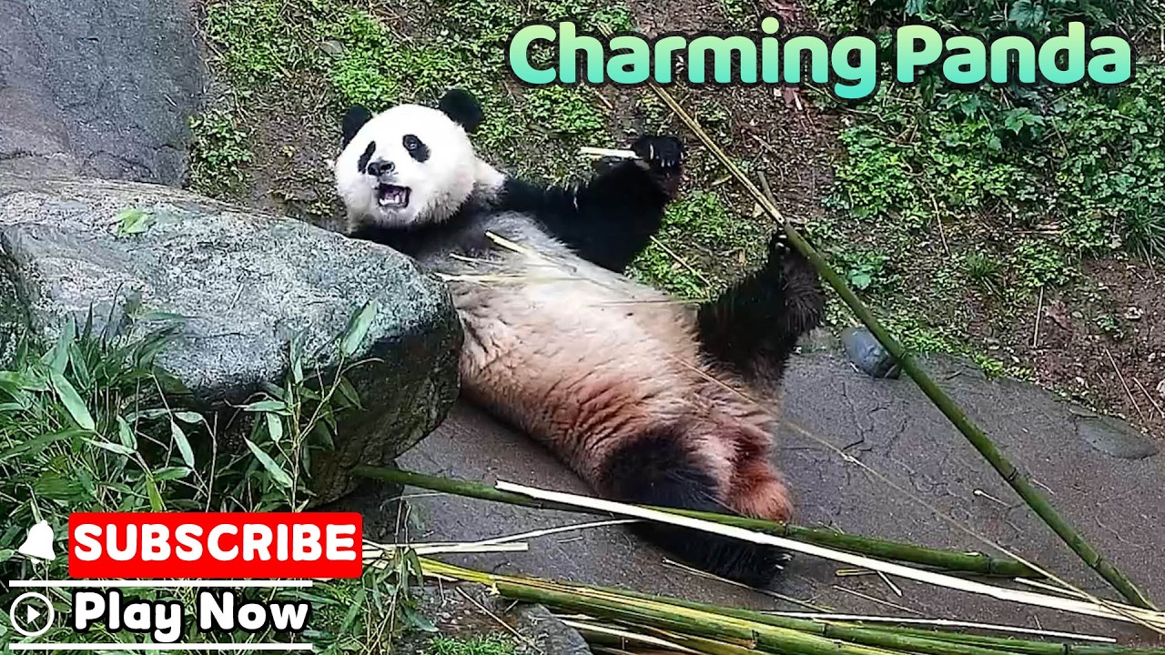 Did You Catch This Panda's Sneaky Flex? | iPanda
