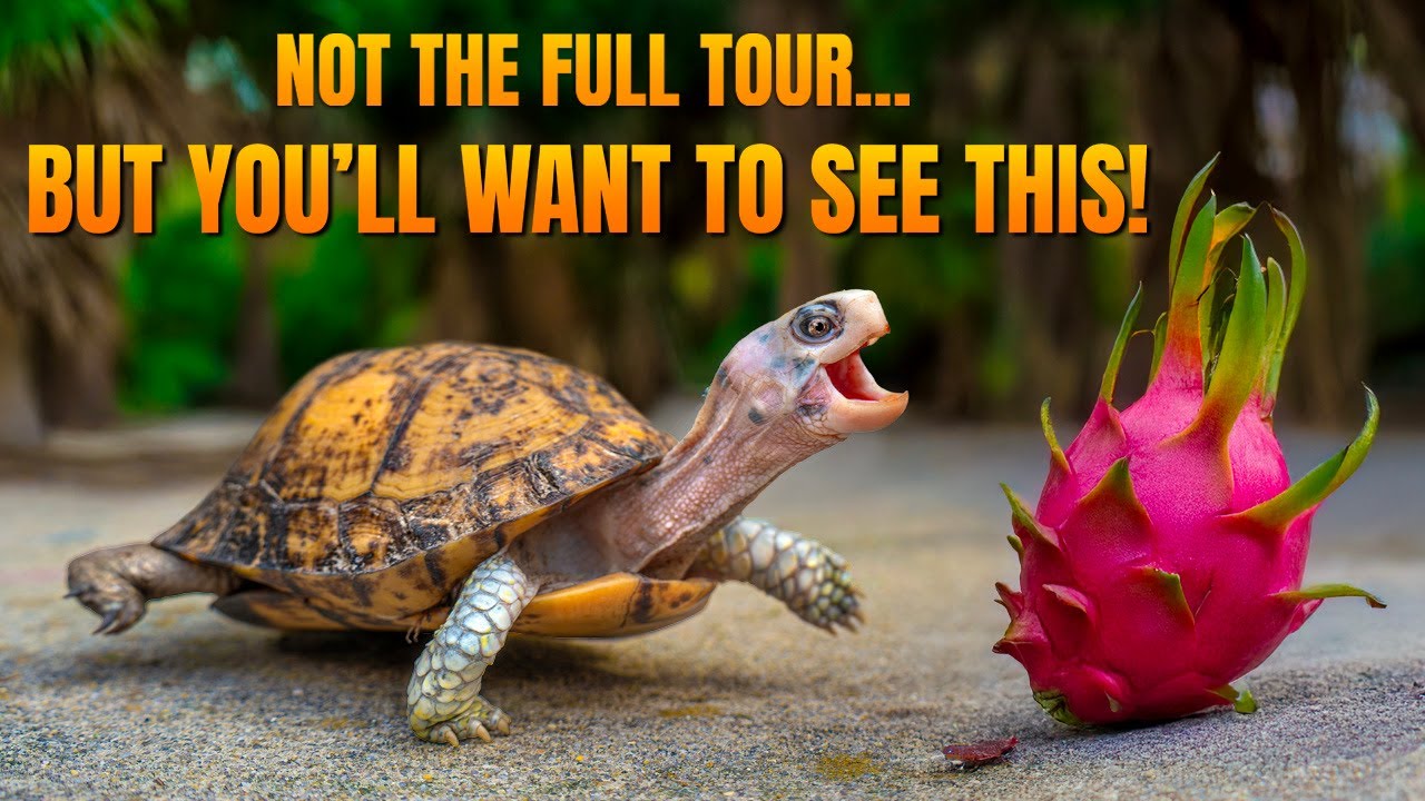 A Normal Day at Garden State Tortoise… Until It Wasn’t 