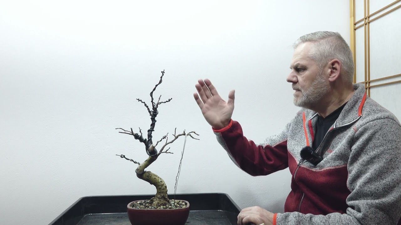 Bonsai-Rohlinge-Nachtrag Verschiedene