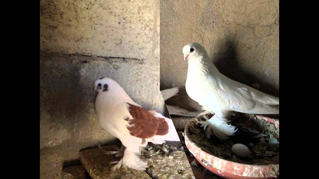 KURDISH PIGEON - KOTRE SLEMANI