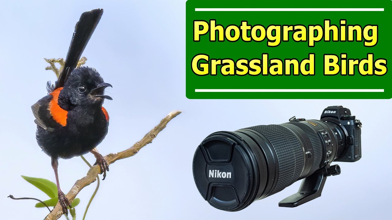 Photographing Grassland Birds | Nikon Z6II & 200-500mm f5.6