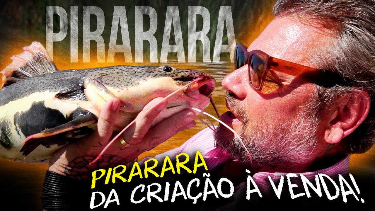 CRIA&Ccedil;&Atilde;O DE PIRARARA: O PEIXE MAIS BONITO DO BRASIL NO SEU AQU&Aacute;RIO OU LAGO!