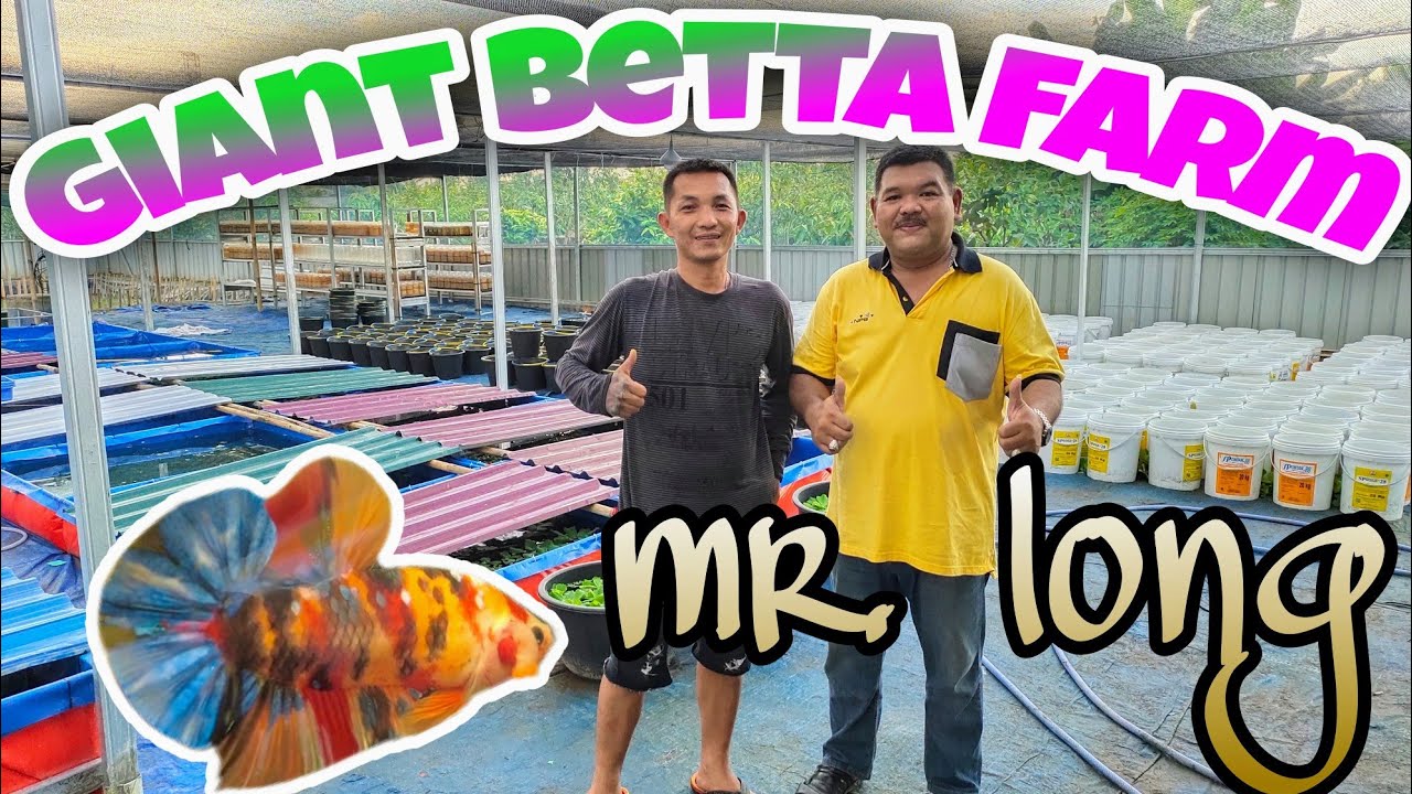 farm ikan cupang giant bro along / Giant Betta Farm mr. along