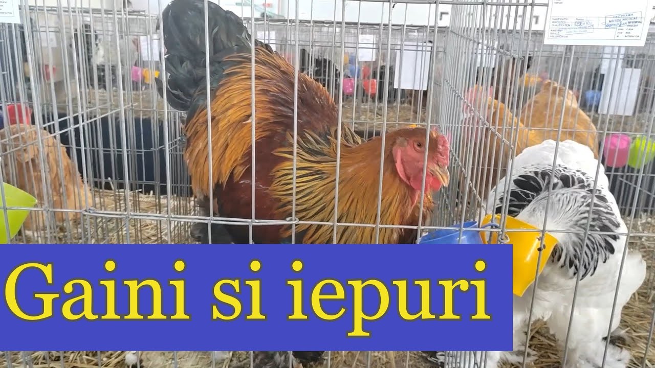 Expozitia de pasari si animale mici Lugoj part 2
