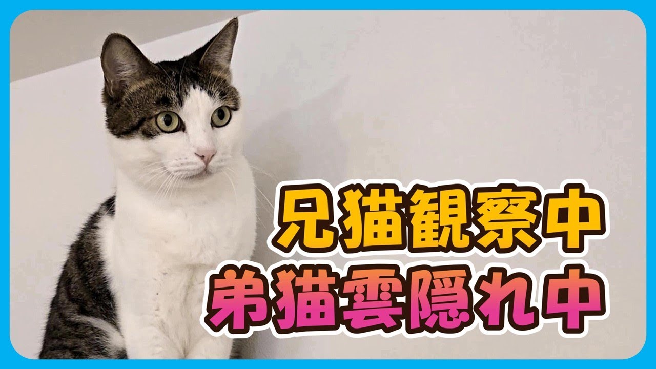 人好きな兄と超ビビりな弟。来客で分かる猫の成長記録