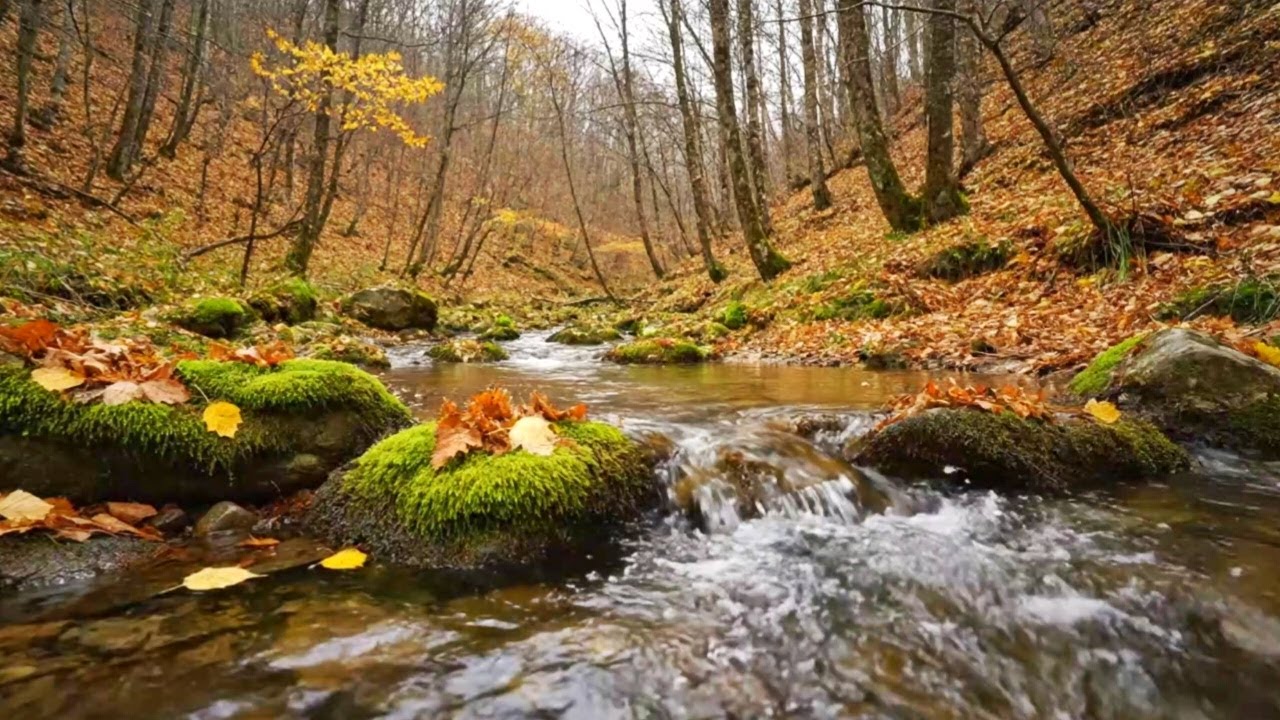 CALM NIGHT RIVER, GENTLE BIRD SOUNDS AND SOFT PIANO FOR DEEP RESTFUL SLEEP
