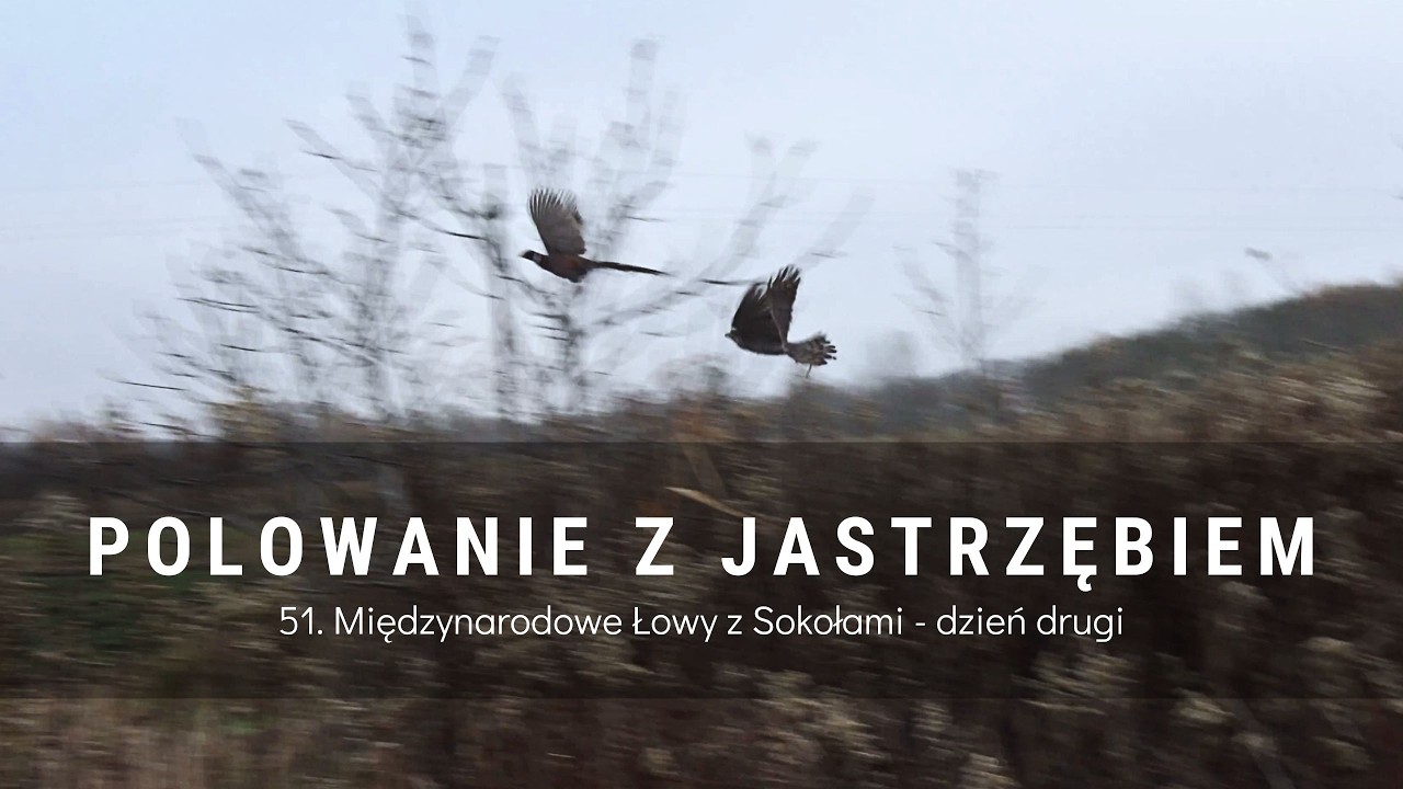 DIANA BYC 10/2026 Polowanie z jastrzębiem - 51. Międzynarodowe Łowy z Sokołami - dzień drugi