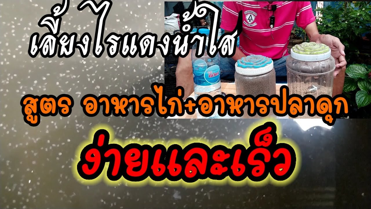 ทดลองเลี้ยงไรแดงน้ำใสสูตร อาหารปลาดุก+อาหารไก่