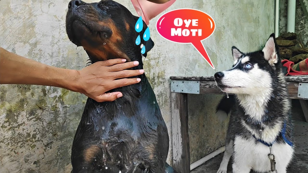 Husky and Rottweiler Bath Together😵 || Dog can talk part 37 || Roxy, Cheeni, 