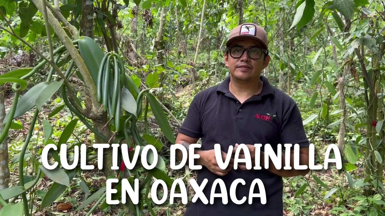 Cultivo de Vainilla en Oaxaca