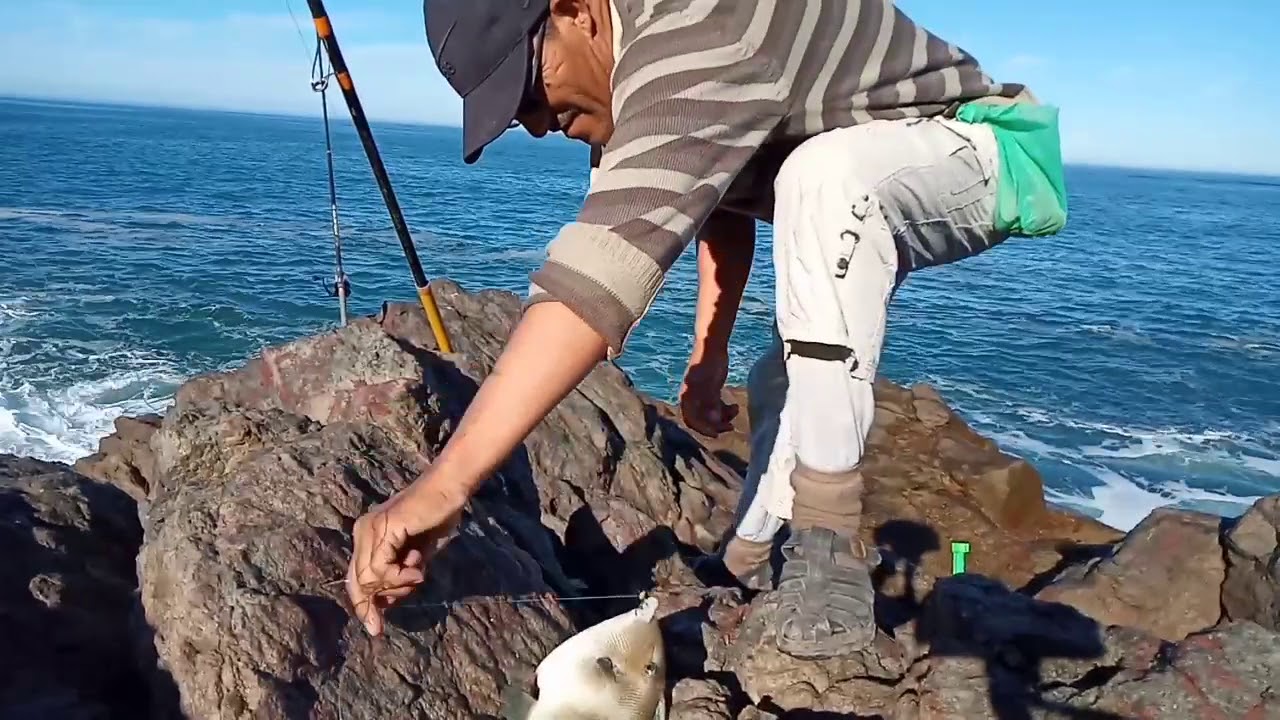صيد ذئب البحر في مصيد رائع ميرللفت /  Catch a sea wolf in a wonderful catch of Mirleft