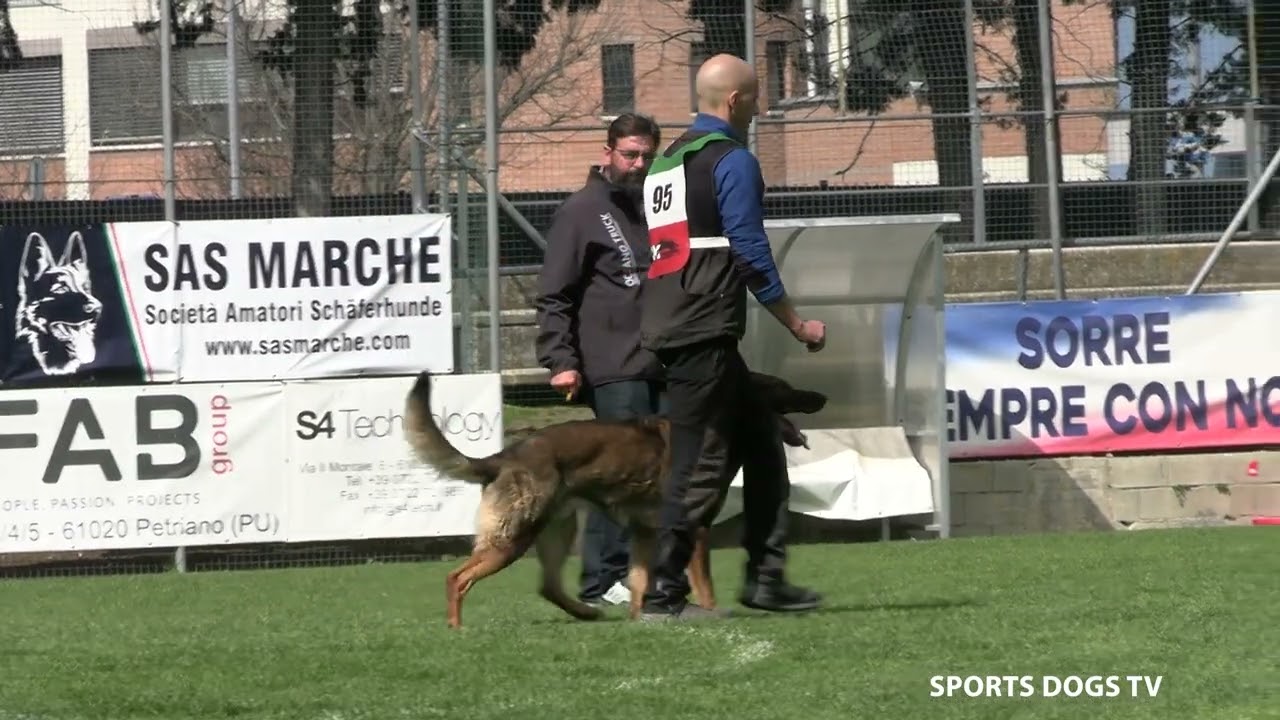BEGARELLI BRUNO FASE B 84 PUNTI TROFEO ENCI 2025 - Sports Dogs - Il Meraviglioso mondo dell'IGP.