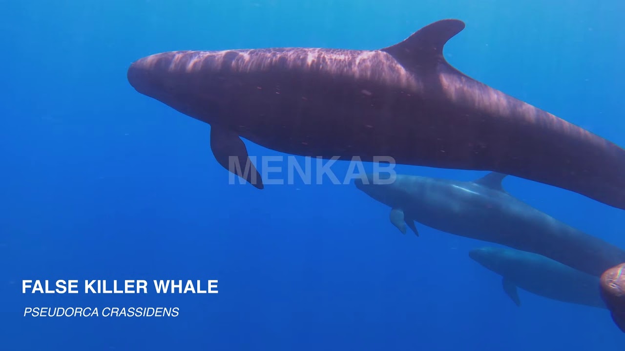 False Killer Whales - Ligurian Sea September 2020
