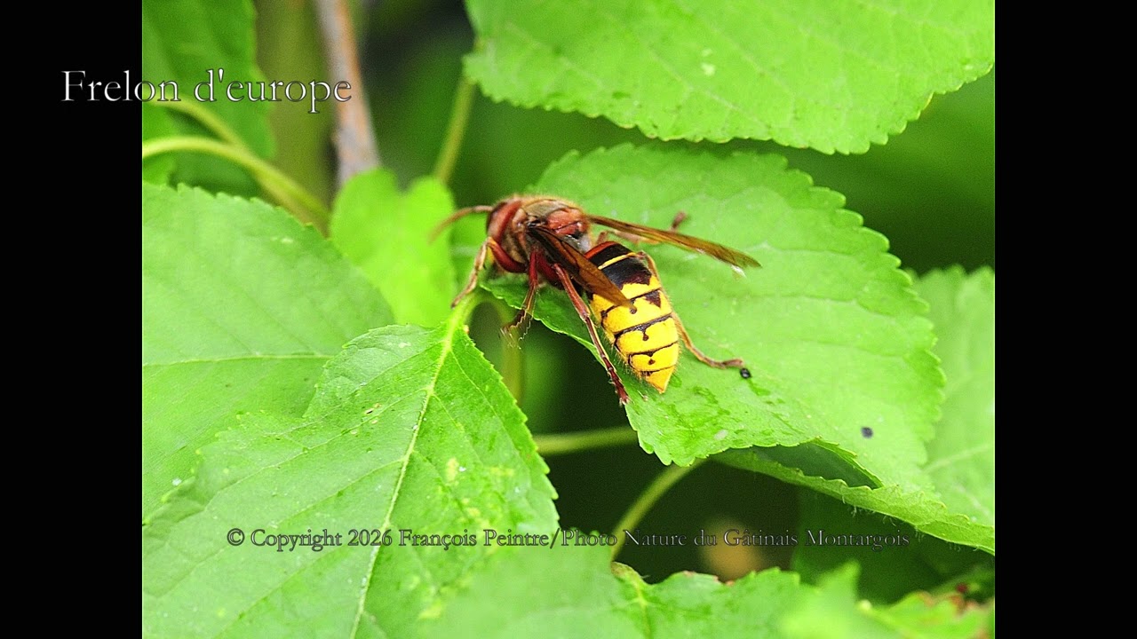 Vespa velutina nigrithorax (Frelon &agrave; pattes jaunes)