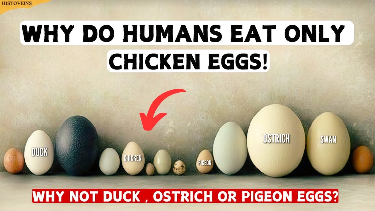 Why Do We Eat Eggs? The History Explained!