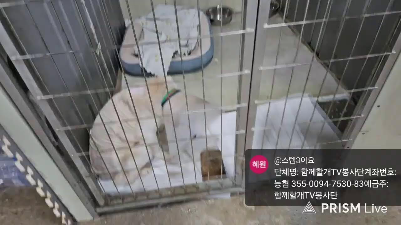 함께할개TV 봉사단 라이브 방송