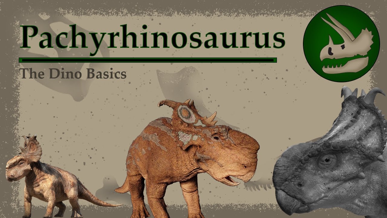Pachyrhinosaurus | The Thick-Nosed Ceratopsid | Dino Basics