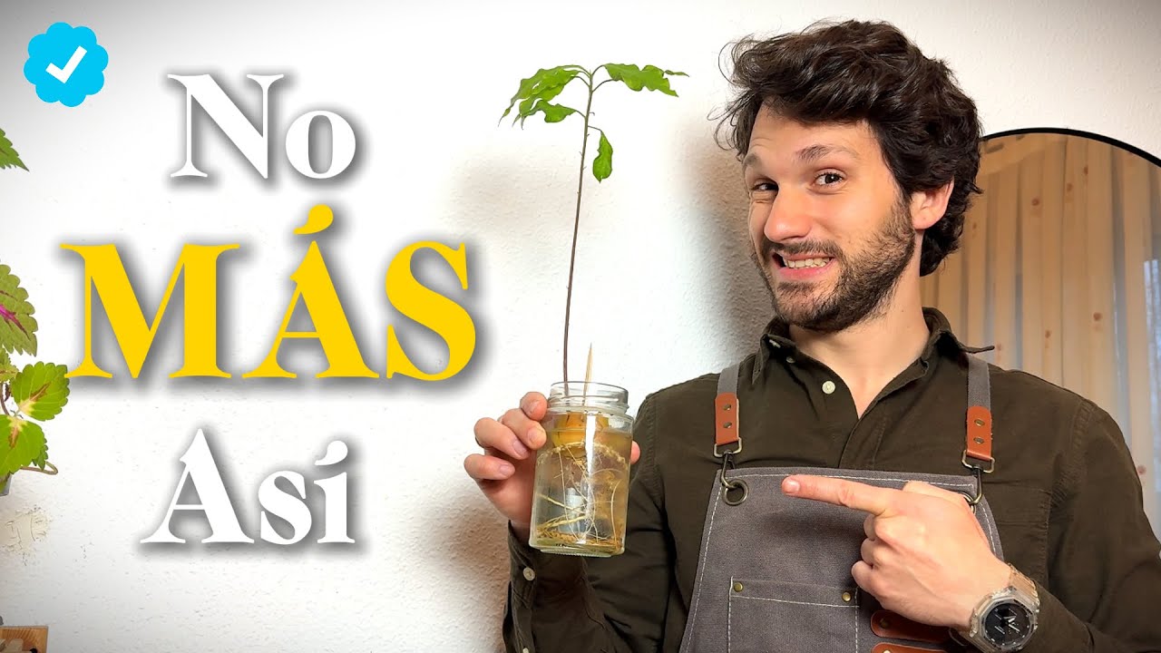 As&iacute; consegu&iacute; 10 veces M&aacute;s y Mejor 🥑 C&oacute;mo Sembrar Aguacate
