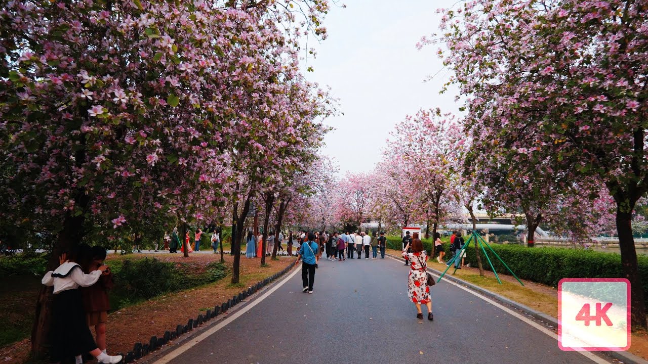 In2023, the first Bauhinia blossom walk in Haizhu Wetland Park, Guangzhou, China, Cherry Blossom, 4K
