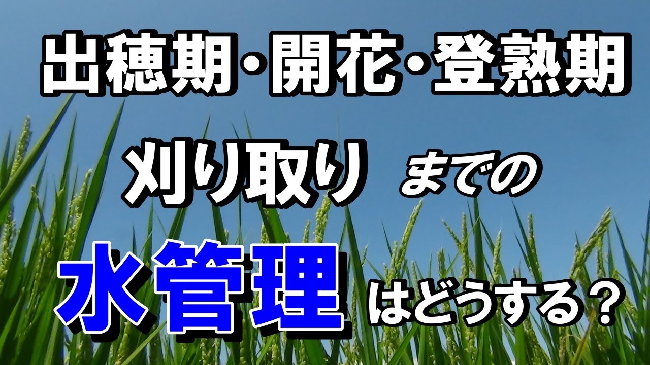 【水管理】出穂期・登熟期～刈り取りまでの水管理・畦畔の管理はどうするか？開花・受粉についても確認！