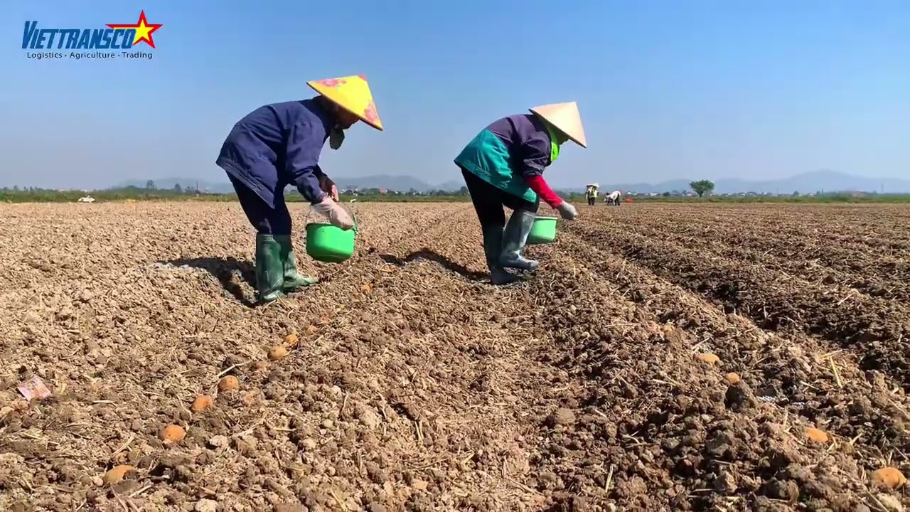 Quy trình canh tác khoai tây FL2215- Giai đoạn xuống giống- Khoai tây PEPSICO