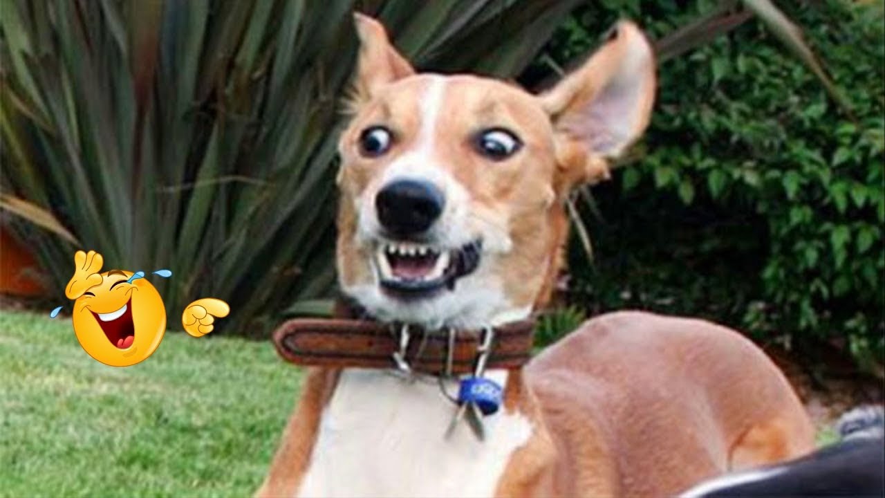 These Dog Videos of the Year Will Make You Laugh Way Too Hard 😂🐶