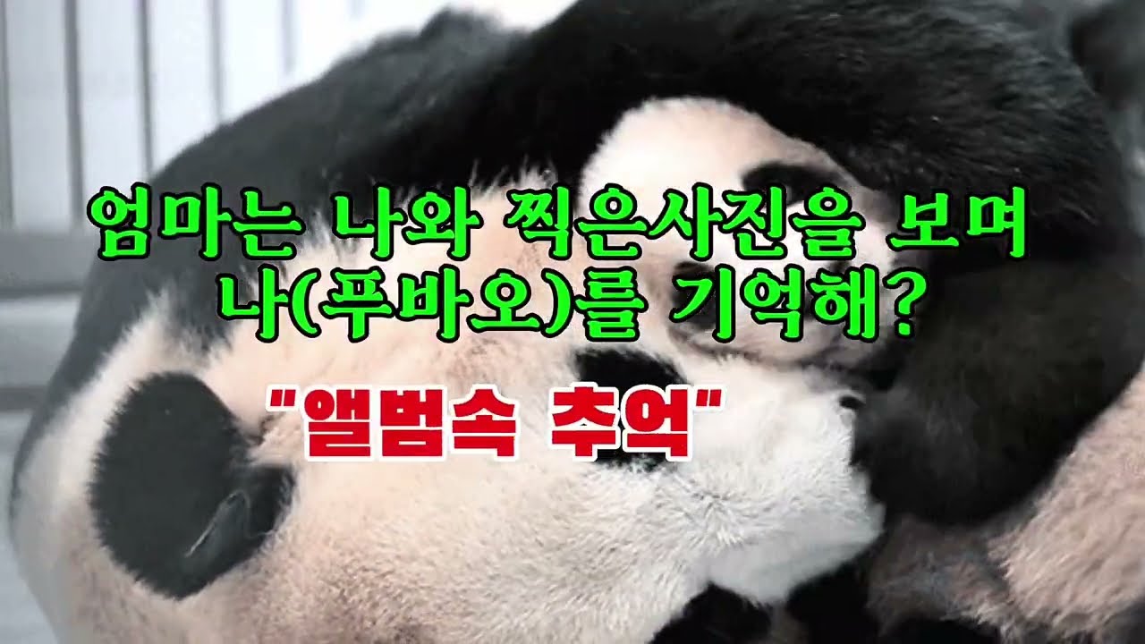 앨범속의추억  @푸바오뮤직