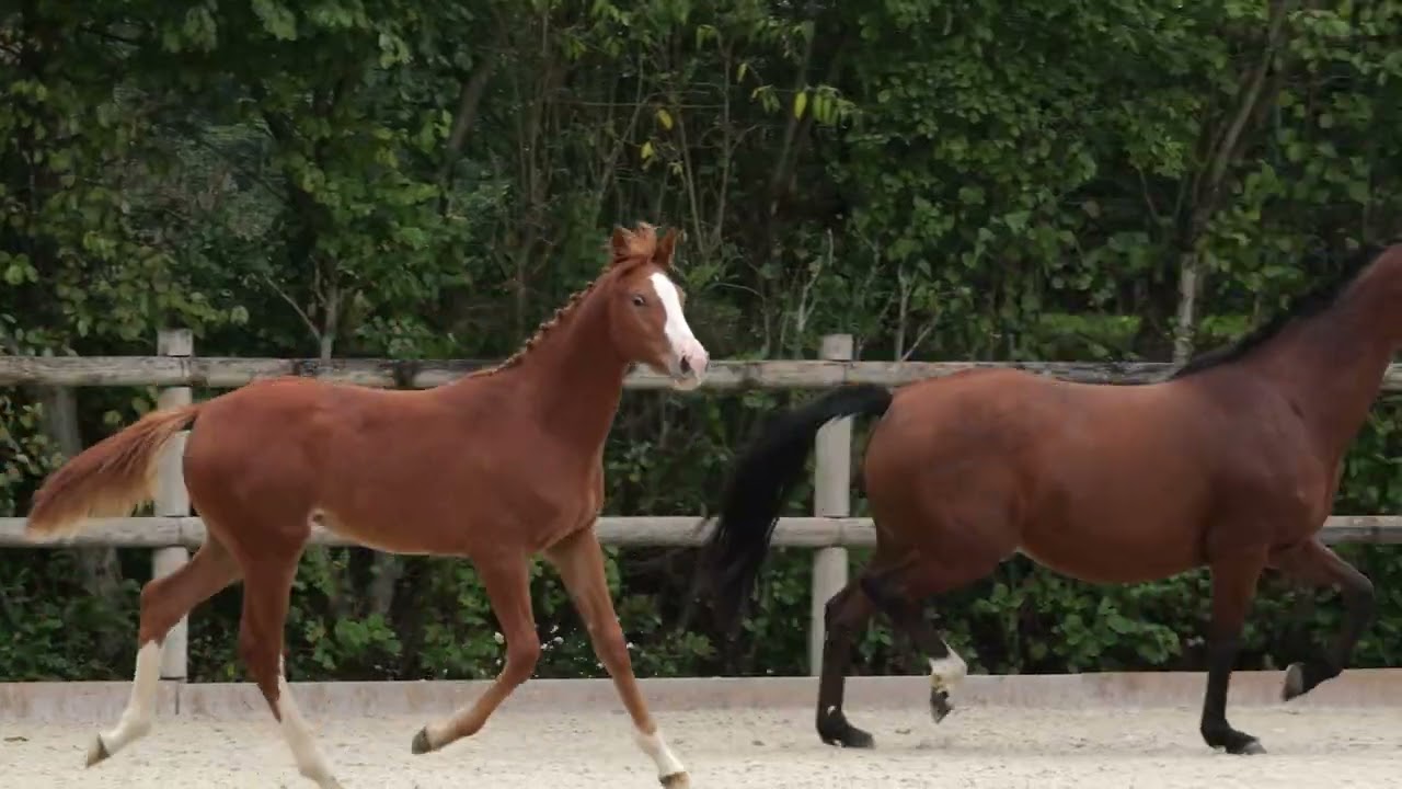 Promesse d'Estrella foal www.extrahorses.com