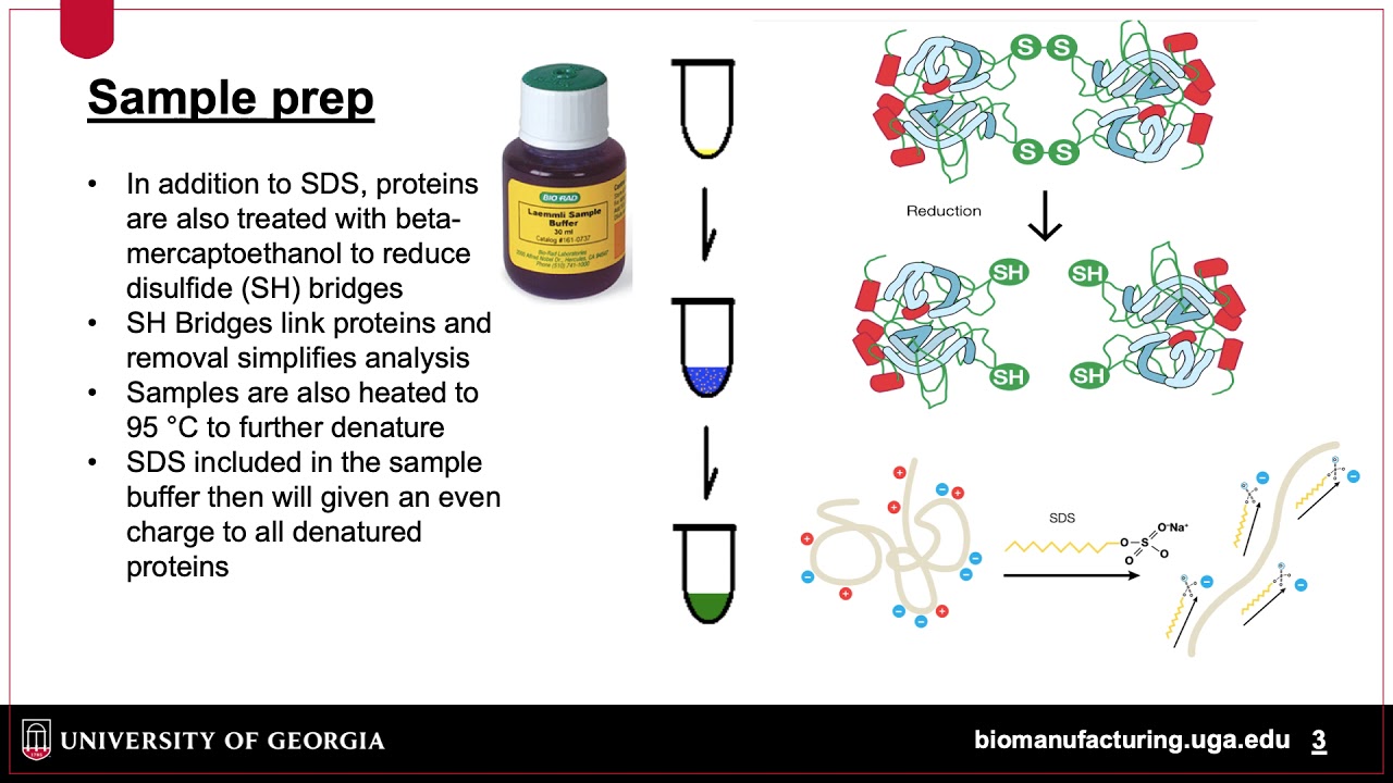 Protein Analysis