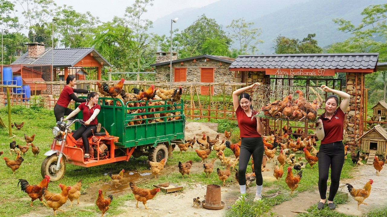 Use Truck To Transport Many Chickens from Thoa's Farm Go To Market Sell - Sell Chicks to Thoa