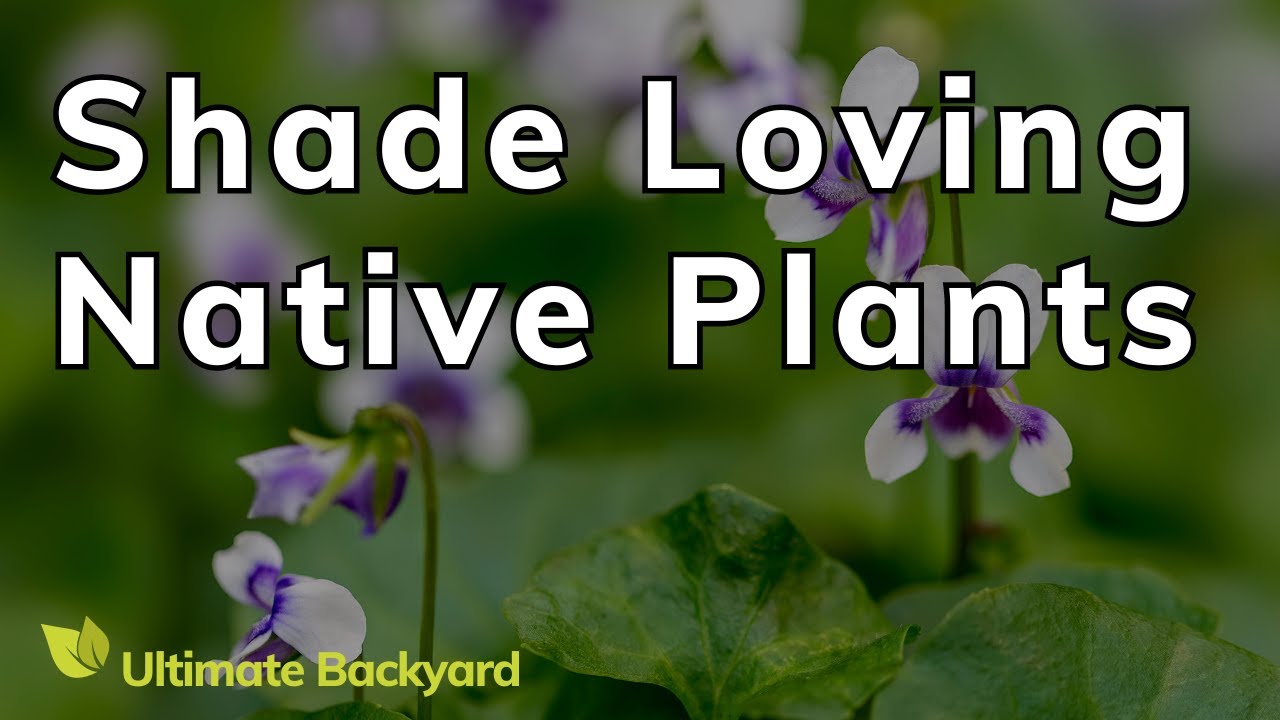 Shade Loving Australian Native Plants