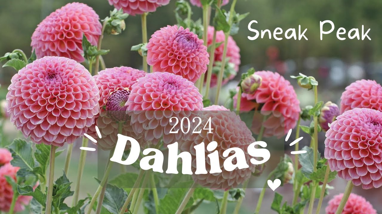 My New Dahlias: A Glimpse into 2024's Flower Season