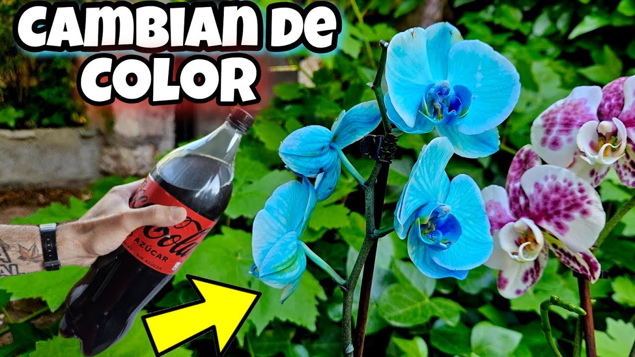 REVELAN el Secreto para Hacer TUS FLORES AZULES o NEGRAS! Cambia las Plantas de Color | Floristería