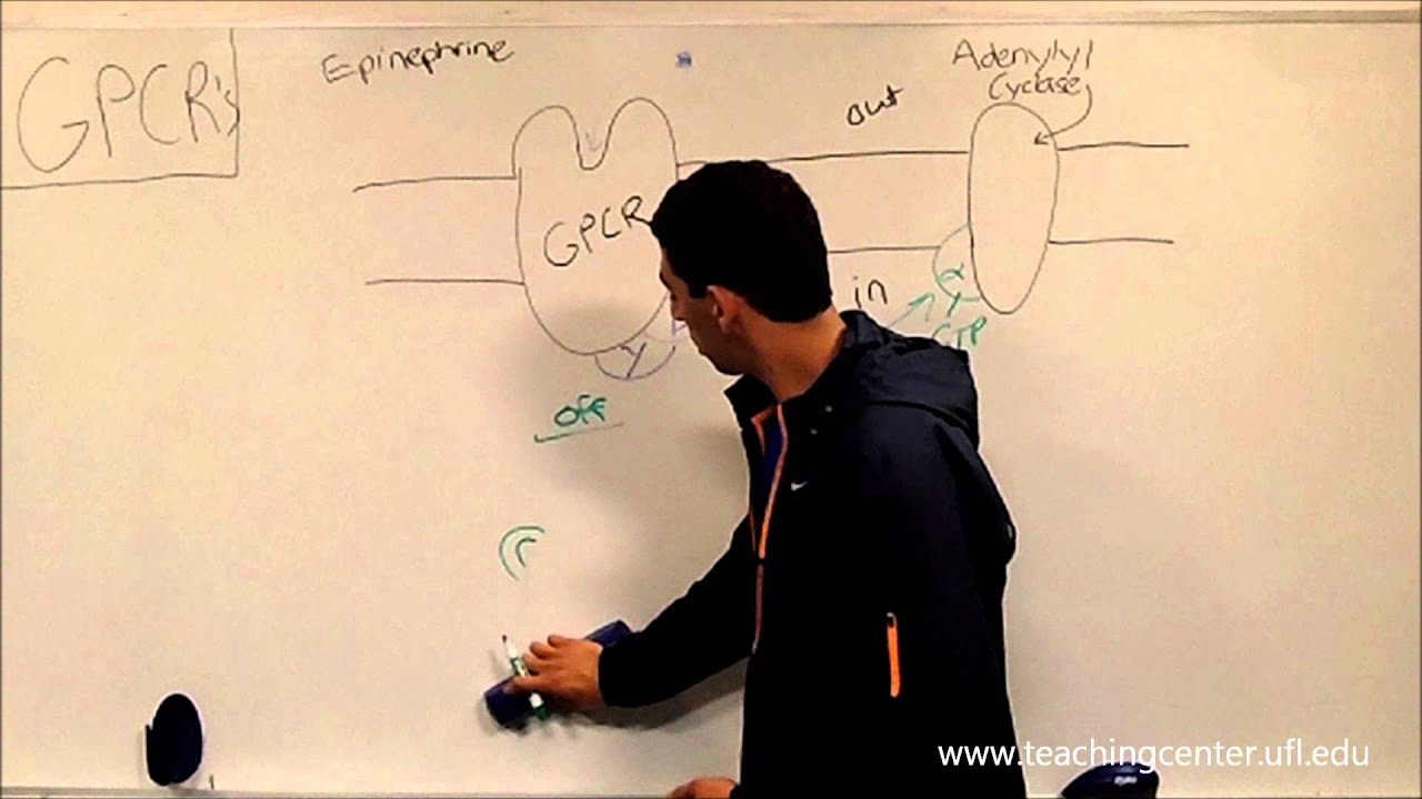 GPCR's