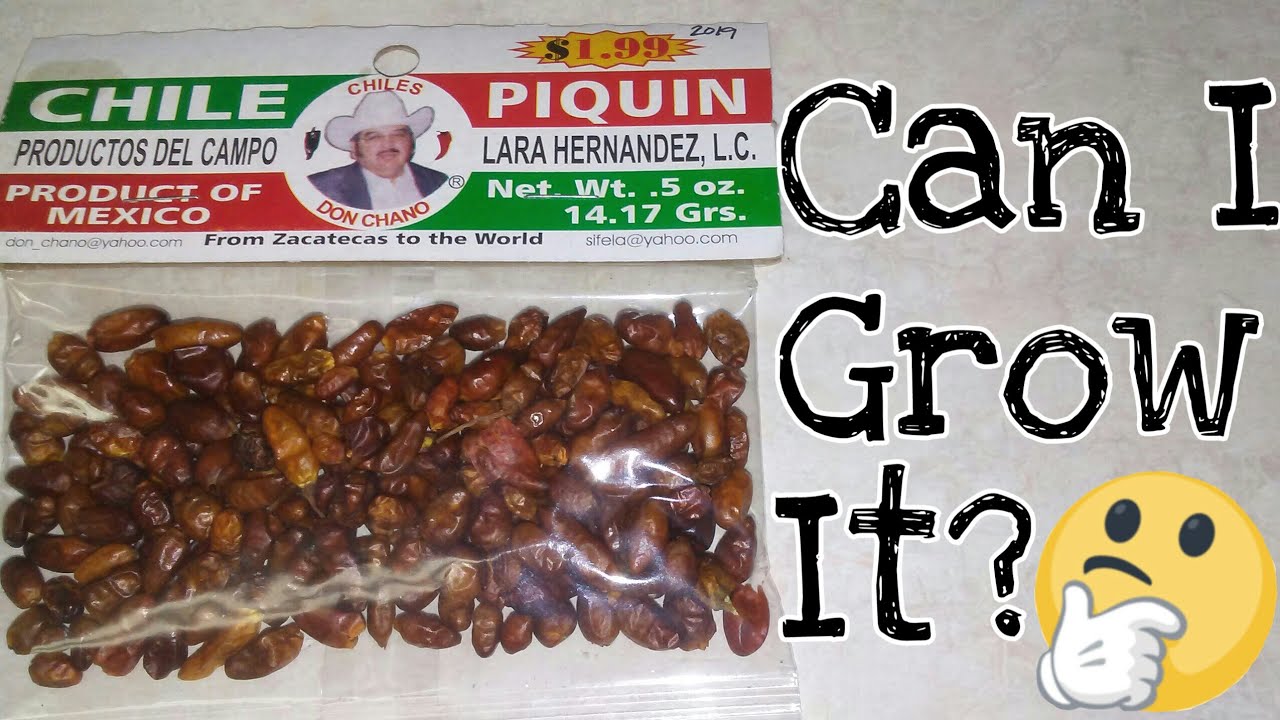 CHILE PIQUIN Productos Del Campo / Can I Grow A TRUE Piquin?..