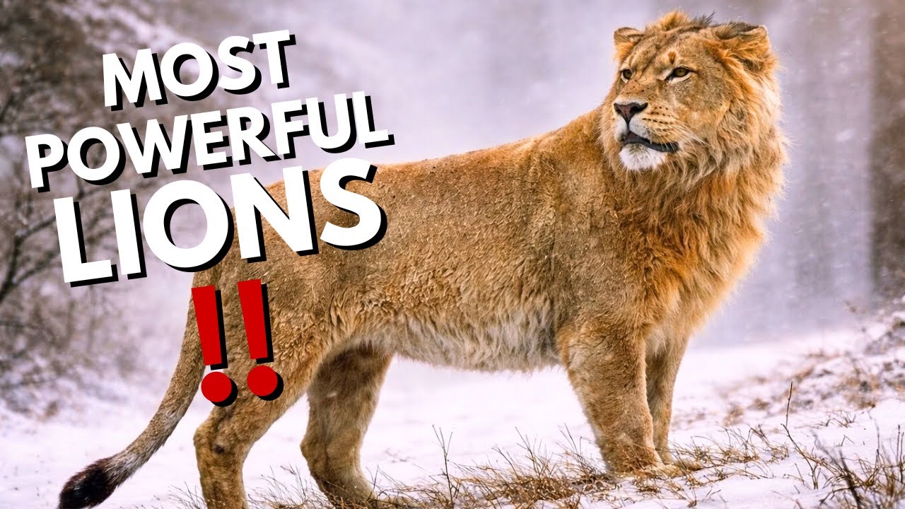 7 of the Most POWERFUL Lions That Ever Lived