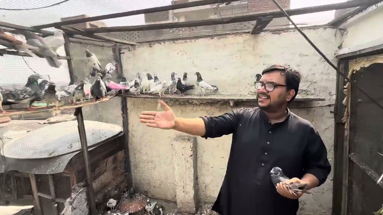 Ustad Naeem la aya aik Antique Deal | Border Wala kabutar 