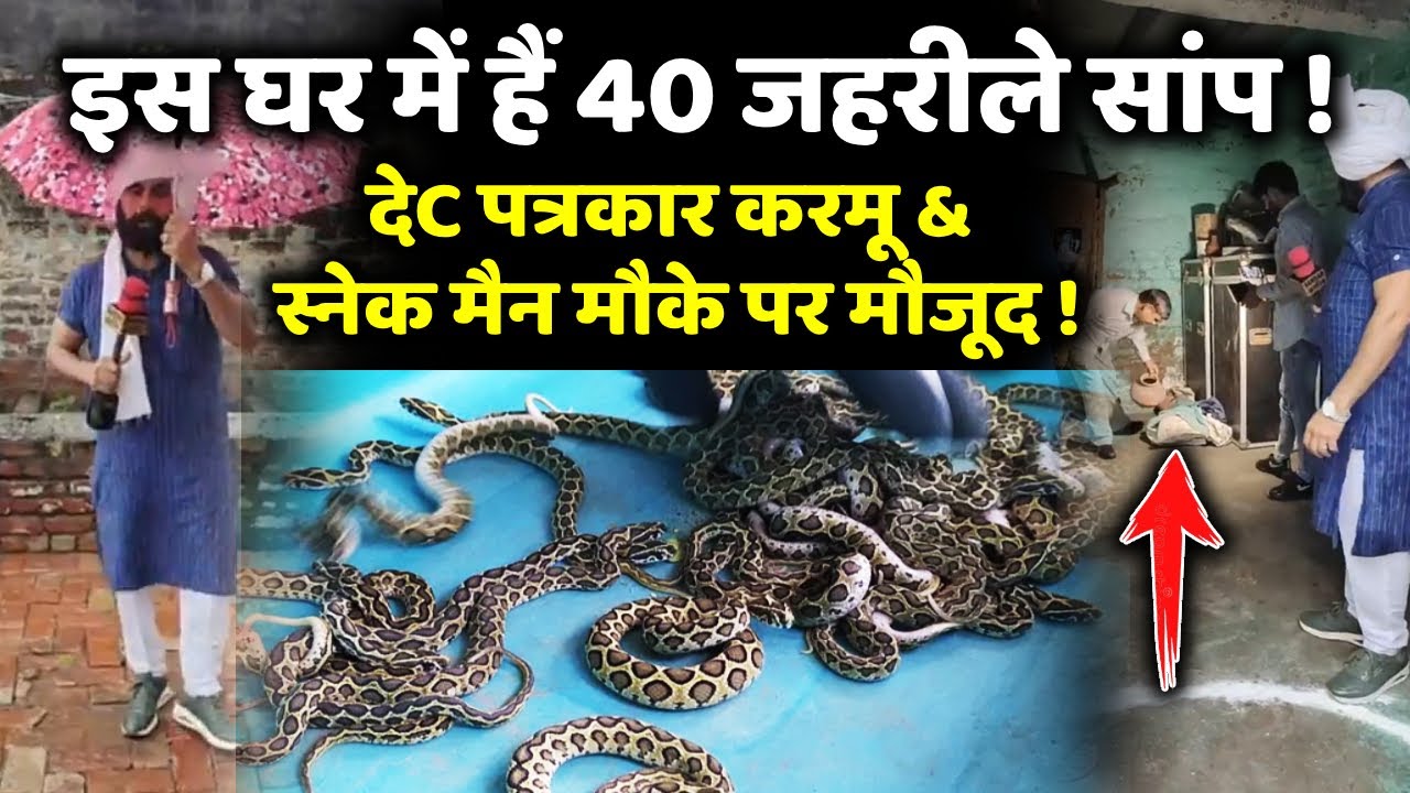 करनाल पानीपत के इस घर में हैं 40 जहरीले सांप ! 😯 देC पत्रकार करमू & स्नेक मैन मौके पर मौजूद !