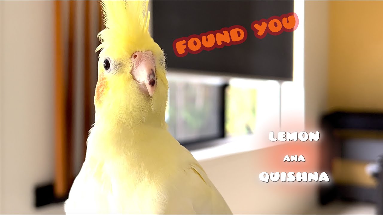 Игра в прятки с кореллами