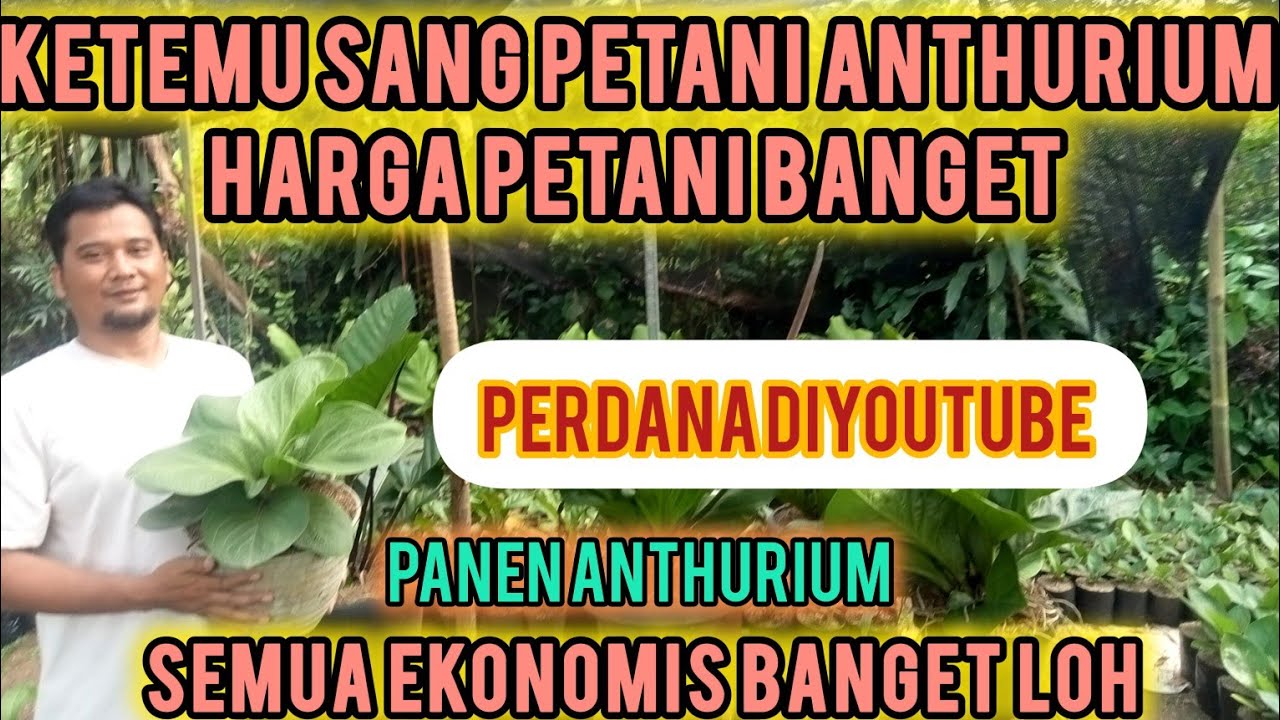 BARU DILIPUT ‼️KETEMU PETANI ANTHURIUM HARGA PANEN BANGET. KUALITAS PERFOM JANGAN DIRAGUKAN LAGI .