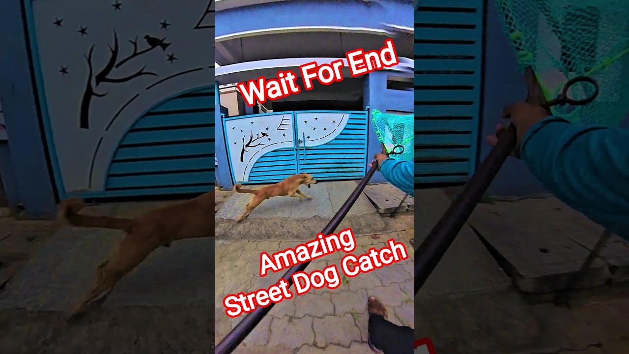 Gojo 2 Double Dog Catch 