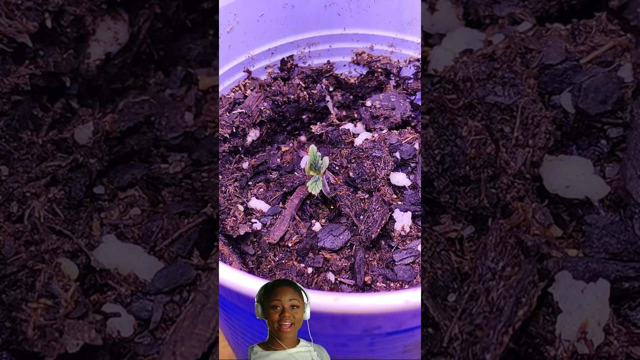 Cannabis Cultivation 14 Year Old Seeds update