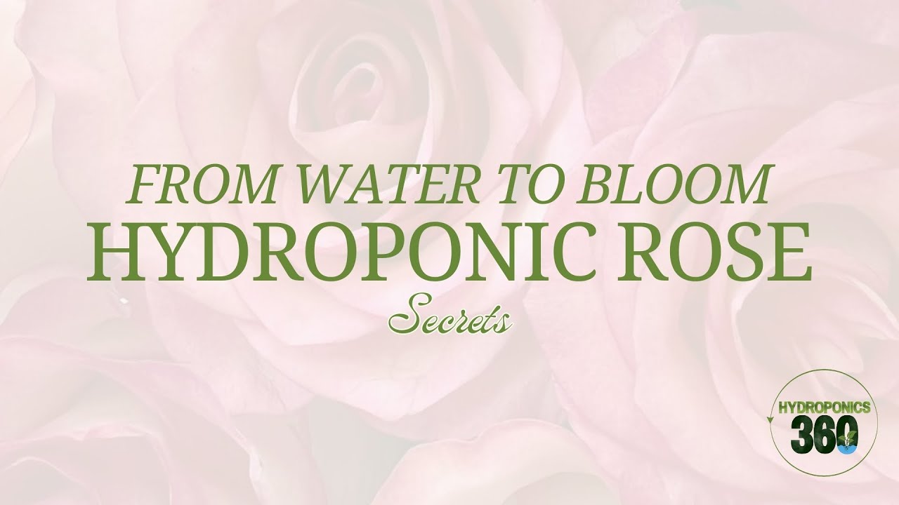 From Water to Bloom Hydroponic Rose Secrets - hydroponics360.com