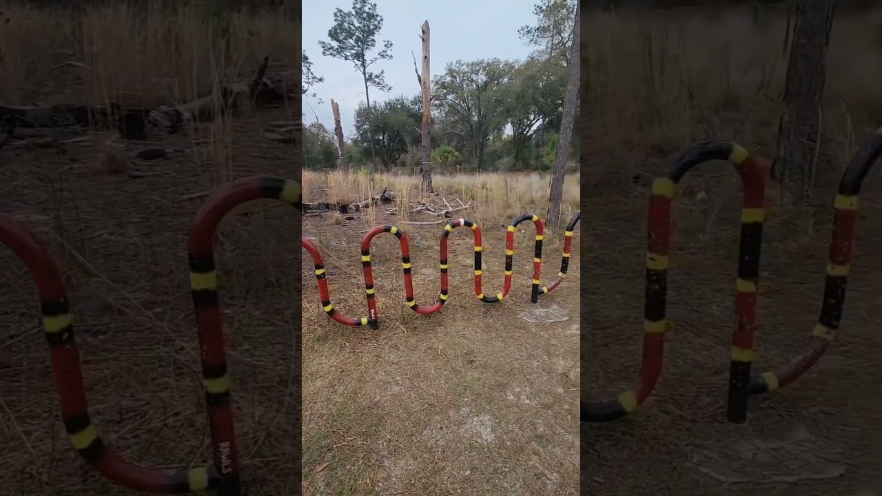 Which snakes are venomous? #florida #snakes #floridahistory