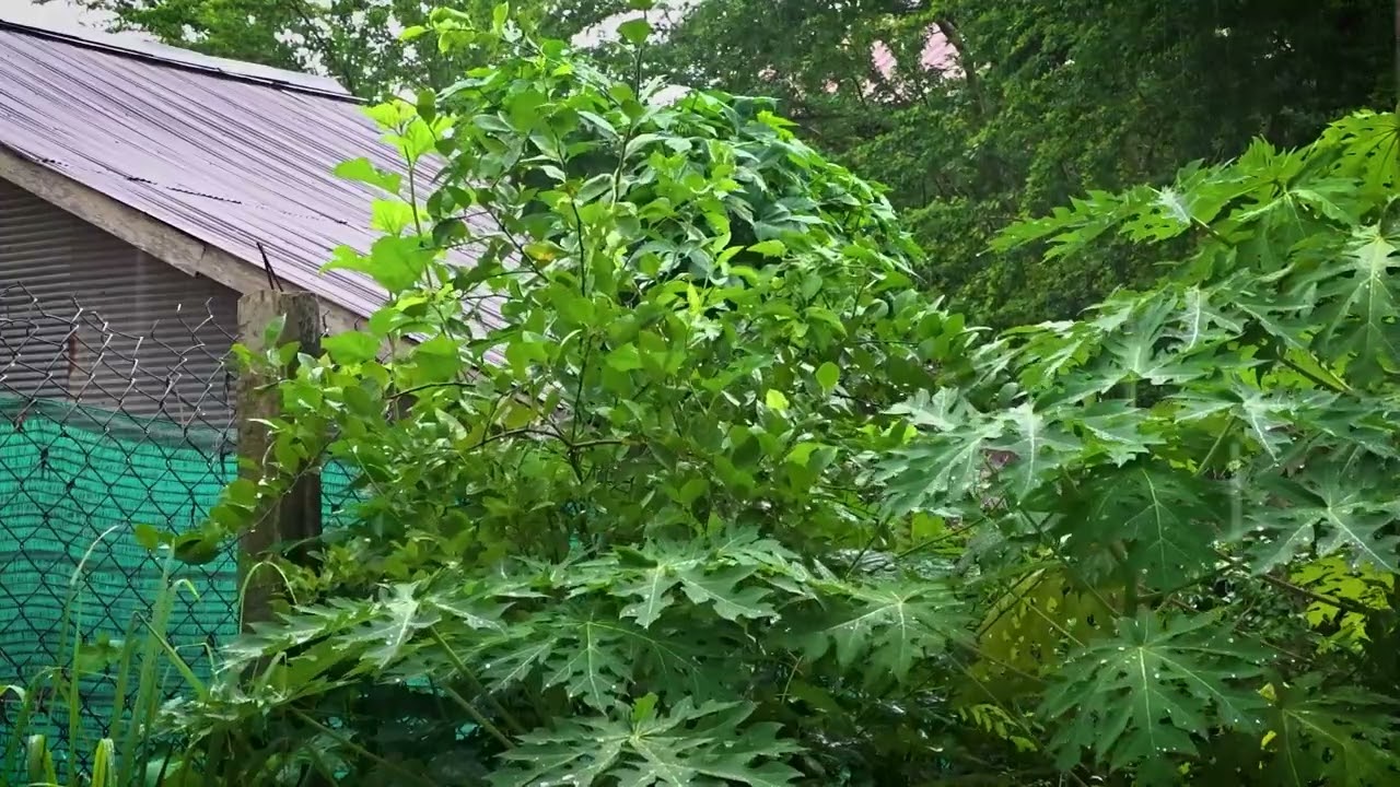 Healing Rain Sounds | Deep Sleep & Insomnia Relief 🌧️✨