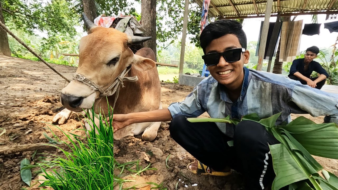 ক্যাপ্টেন এর জন্য আমরা ঘাস সংগ্রহ করতে ব্যর্থ হলাম | Qurbani cow 2024 | Cow videos | ‍Shahil Vlog