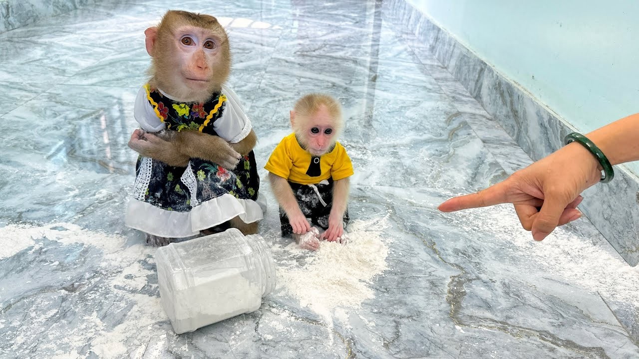 Oh my god, Monkey Kaka and Monkey Mit knocked over the sugar jar.