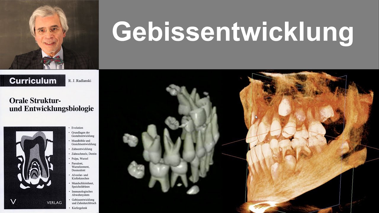 16 Gebissentwicklung