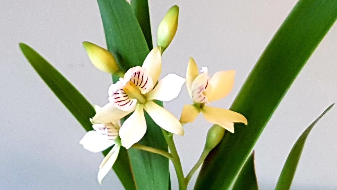 Encyclia radiata 小章鱼兰